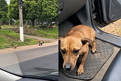 Sentadinhos e sem saber para onde ir, cachorrinhos aguardavam um milagre acontecer após triste abandono.