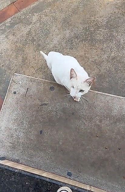 A gata apareceu miando na porta.