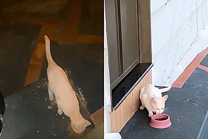 Branquinha aparecia todos os dias ara comer.