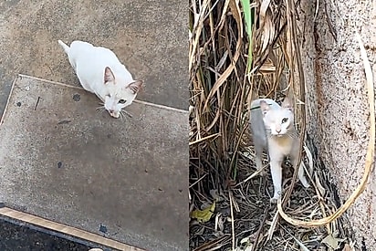 “Por favor, salve os meus bebês”: Gata pirata bate à porta de casal para pedir ajuda e tem a vida transformada