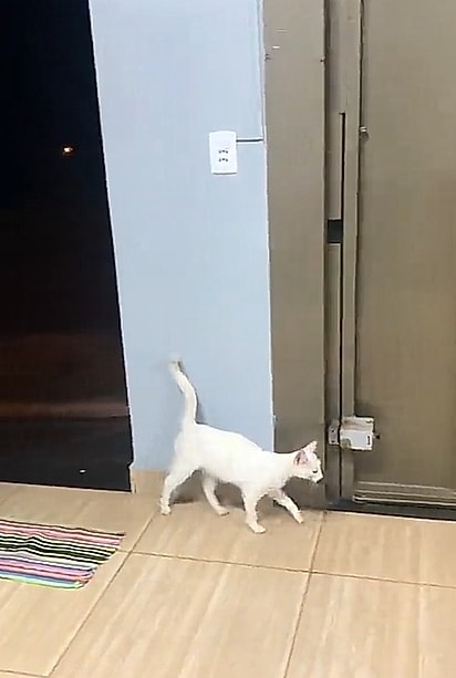 A gata se sentia à vontade para entrar na casa do casal.