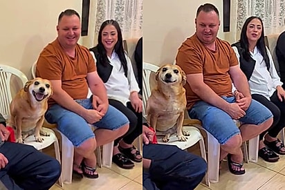 Cadela senta em cadeira de plástico como convidada e vira a figurante mais carismática da internet
