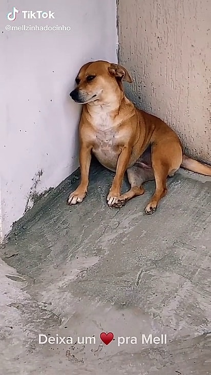 A cachorrinha ficou triste quando o tutor mudou sua casinha de lugar.