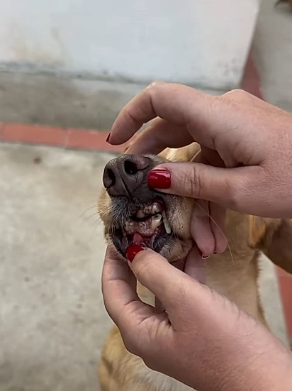 A cachorrinha perdeu parte dos dentes por comer pedras.