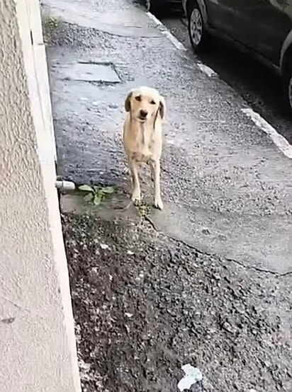 Lady foi encontrada nas ruas de São Paulo.
