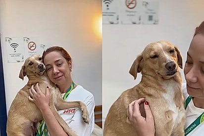 Davam pedras para ela comer: Cadelinha resgatada nas ruas de SP busca família que enxergue além dos dentes
