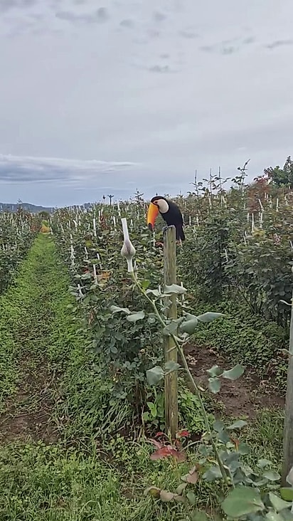 O tucano costuma arrancar as rosas.