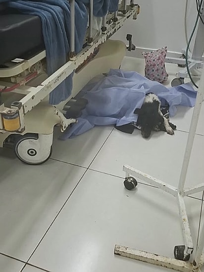 O cachorro Menor ficava o tempo todo ao lado do tutor no hospital.