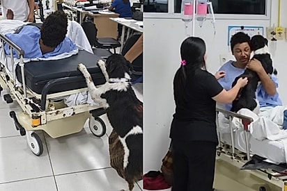 Amor incondicional: Cão acompanha tutor dentro de hospital no Paraguai e faz de tudo para não se separar dele