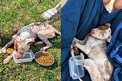 “Olha como encontramos esse carinha”: cão é resgatado em estado delicado e começa uma nova história após receber ajuda