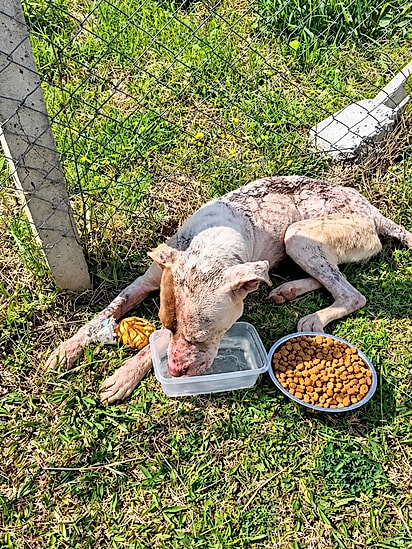 Cão resgatado bebendo água