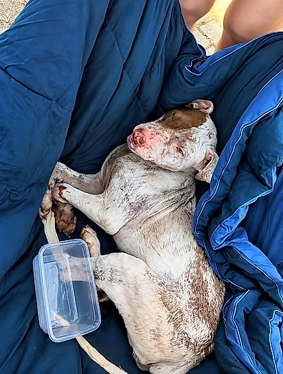 Cão sendo resgatado