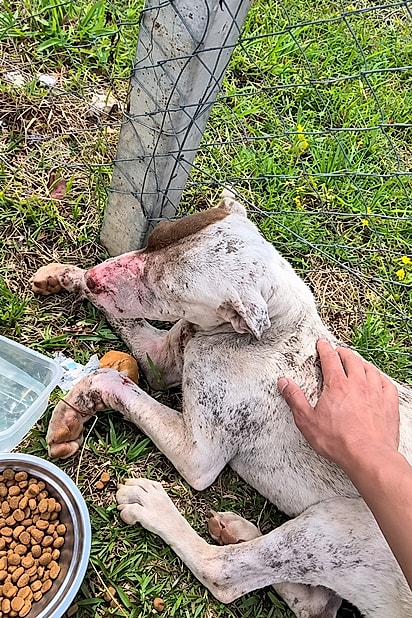 Cão sendo resgatado