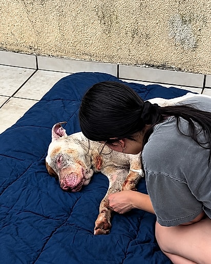 Cão recebendo cuidados