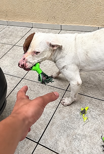 Cão brincando