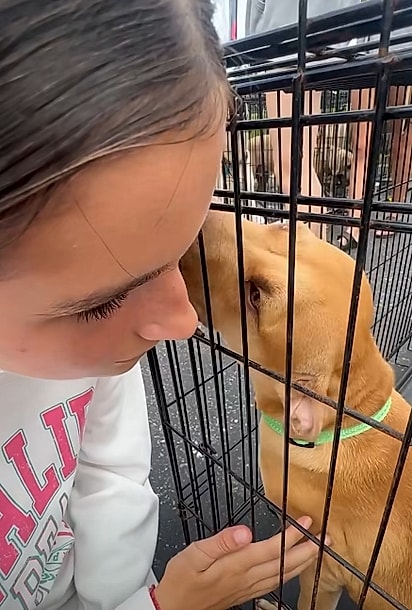 A família passou a ajudar os cães de abrigo.