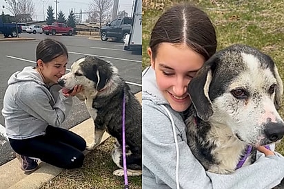 Mãe e filha vão ao mercado e encontram cão que transforma suas vidas para sempre