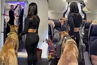 Jovem embarca com cão gigante em avião e reação dos passageiros surpreende 