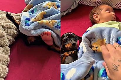 Pinscher zero “divide” a maternidade com tutora e vira vigia de bebê recém-nascido em MG