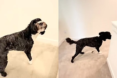Kona chamou a tutora até o quarto da garotinha.