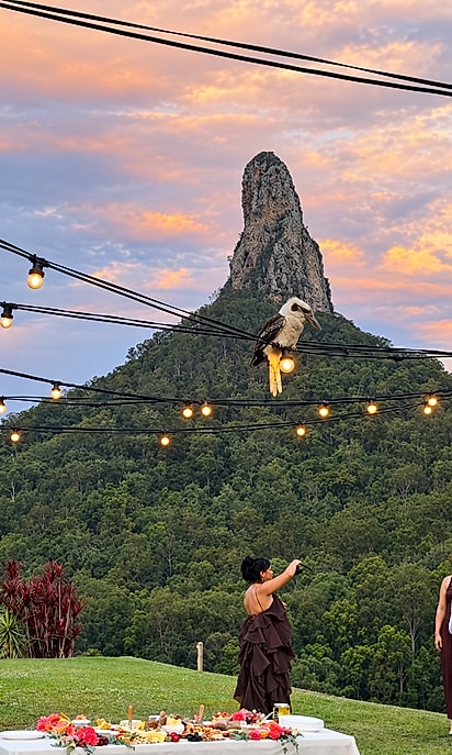 Kookaburra na celebração