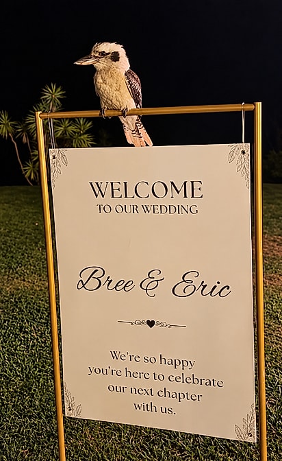 Kookaburra na festa