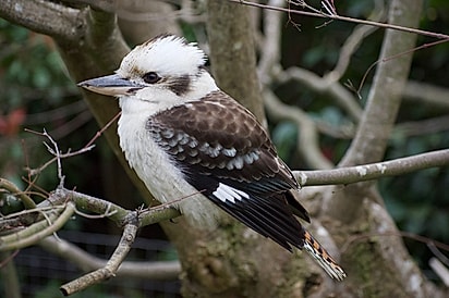 Kookaburra