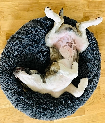 Jimbo chegou com 6 kg.