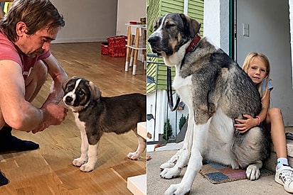 Cão “mestiço de labrador” chega a 62 kg e teste de DNA revela mistura inesperada