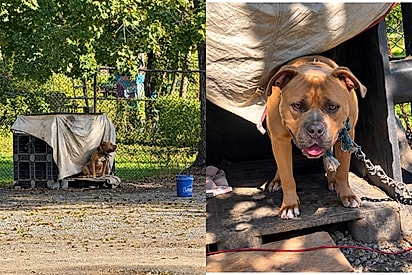 Pitbull gigante gentil enche de beijos equipe voluntários que cortam corrente pesada do seu pescocinho