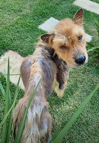 Kevin estava com dermatite por Malassezia.