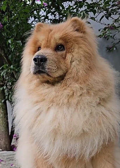 Hoje, o cão chow-chow é elogiado por onde passa.