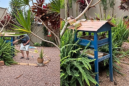 Após colocar casinha para pássaros no quintal, rapaz resolve deixar alimento e logo depois vê espetáculo da natureza acontecer.