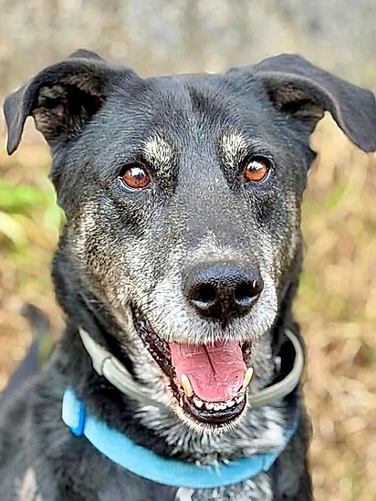 Aos 10 anos, Peanut passou metade da vida no abrigo. 
