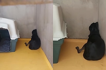 Cão de 10 anos passou metade da vida em abrigo e ONG pede uma chance para ele