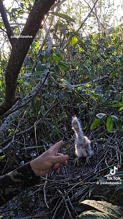 A ave tem a aparência desengonçada enquanto filhote.