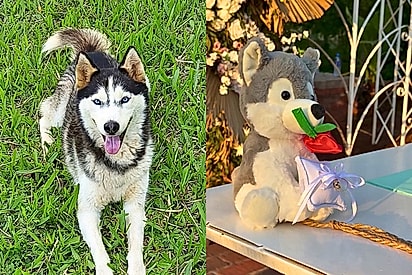 Noivos levam pelúcia de husky ao altar para homenagear cadela que morreu 4 meses antes do casamento no RS