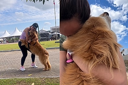 Golden retriever não consegue caminhar sem parar para abraçar sua tutora, e motivo encanta