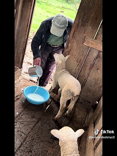 Davi está cuidando do casal de carneiros.