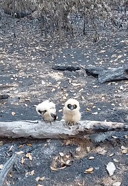 Valdney encontrou os dois filhotes na área queimada.