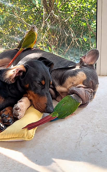 Passarinho se acomoda na região da boca do cachorro e chama a atenção