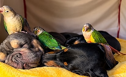 Cães e passarinhos dormindo juntos