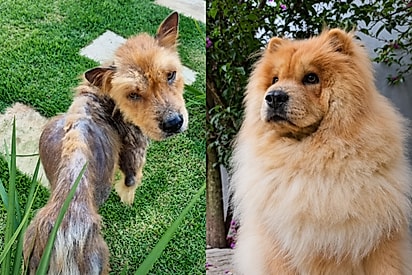 “Que cachorro lindo!”: Cão resgatado quase sem pelos vira ‘ursinho’ após meses de cuidados
