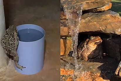 “A vida dá voltas, meu amigo”: Sapo-cururu que se refrescava em balde ganha resort com cachoeira privativa
