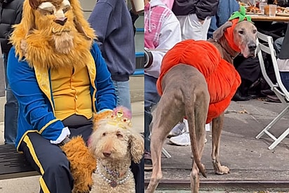 ‘Dá medo de verdade’: brasileiro que mora nos EUA e mostra encontro de cães com fantasias de Halloween criativas demais