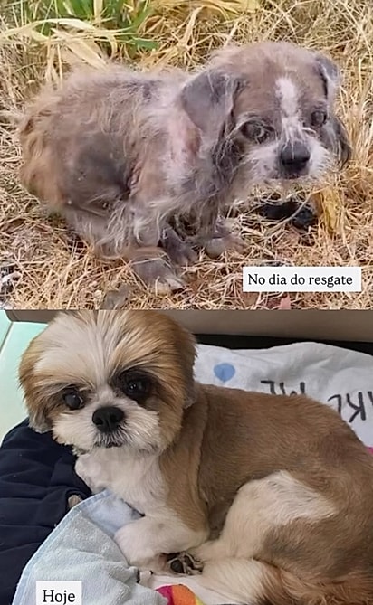 Antes e depois de Jasmin 30 dias após o resgate. 