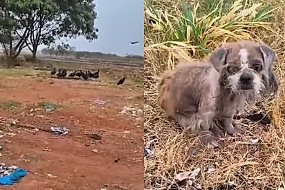 “Era uma vida por um fio”: Cadela encontrada cercada por urubus ganha uma nova chance