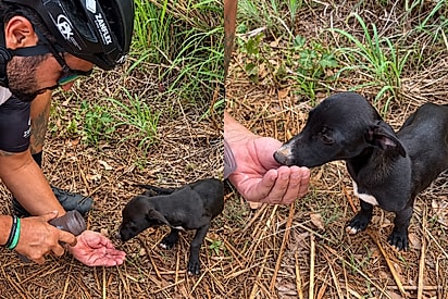Filhote abandonado à beira da estrada mostra a barriga para ciclista na esperança de ganhar seu coração