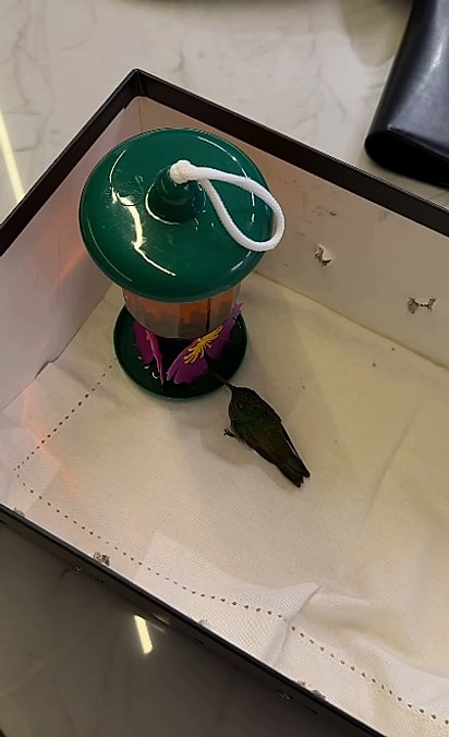 O néctar das flores é uma fonte energética importante para os beija-flores. 