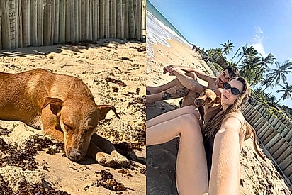 Casal adota cão de rua nas férias na Bahia, perde o animal e o reencontra no último dia: “reconheceu o pai na hora”